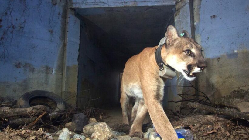 Mountain Lions stall stall Woodland Hills golf course housing project