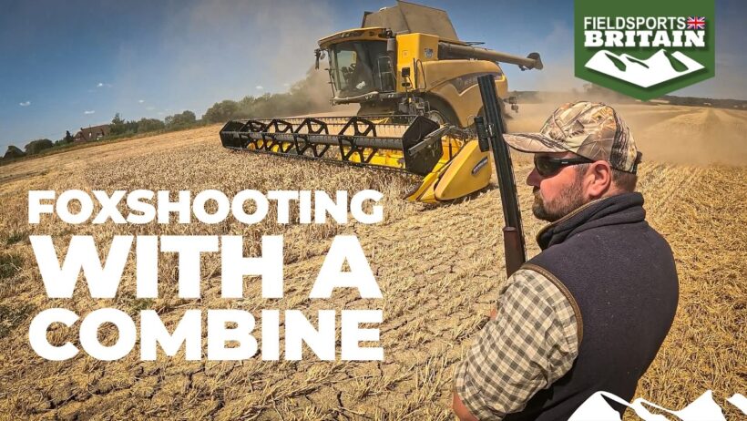 Combining for foxes