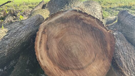 Hundreds Of Ancient Trees Felled In Haines Point Recast To World Class Golf Course